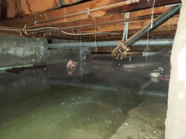 Best Mold removal after water damage  in Bunker Hl, IL